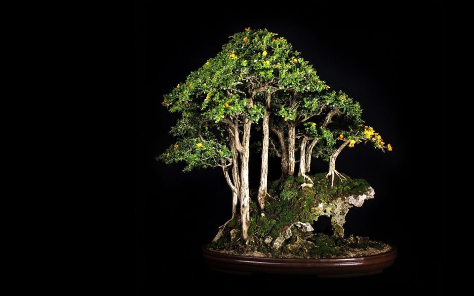 Chi tiết 97 hình nền bonsai hay nhất  thdonghoadian