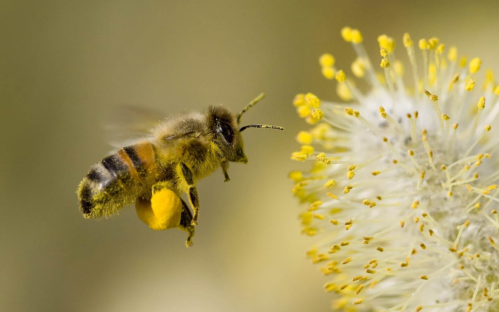 Hình nền  ong mật Con ong màu vàng Hoa hướng dương Mật hoa Phấn hoa  Màng cánh màng Côn trùng Đóng lên Thụ phấn Chụp macro Hạt hướng dương  Cánh hoa